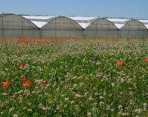 photo prairie + serre multichapelle