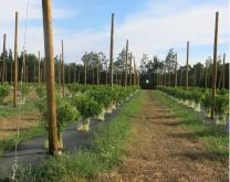 Parcelle Z moda ECO + 2019