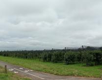 Verger de pommier en conduite conventionnelle sous filets paragrêle