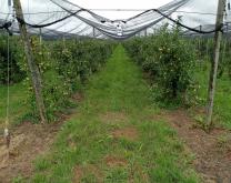 Verger de pommiers en conduite conventionnelle sous filets paragrêle
