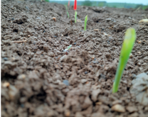 Levée du Maïs à Ambacourt