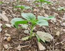 Tournesol aux Ableuvenettes Printemps 2021