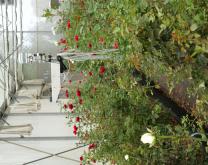 Vue de la serre standard équipée des sondes climatiques de FIELD CLIMATE