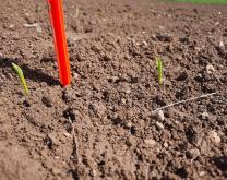 suivi de la levée du maïs