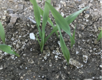 Levée d'Orge de printemps sur le site AUMO2