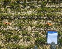 suivi du développement dorge d'hiver