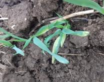 Suivi de la levée de céréales