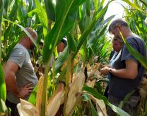 Tour de plaine maïs