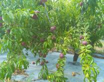 pêcher en agriculture biologique