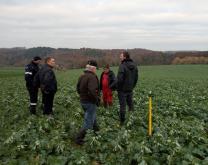 Le groupe DEPHY Caux sur une parcelle de colza associé