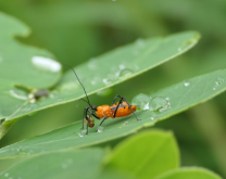 Une réduve se delectant d'une altise redoutable du gombo