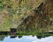Roulage du couvert avant plantation des choux en système 1 PERSYST
