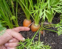 Carottes sur compost de déchets verts en système de culture 2 PERSYST
