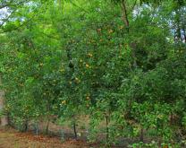 Pommier 'Dalinette' greffé sur le porte-greffe G202_Modalité AFR_Fructification en 8ème année