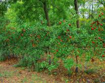 Pommier 'Dalinette' greffé sur le porte-greffe G202_Modalité AFIR_Fructification en 8ème année