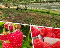 Fraise et Framboise : des productions de qualité qui nécessitent de l'attention