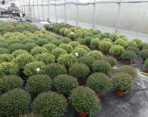 Chrysanthèmes en pot dans un tunnel froid