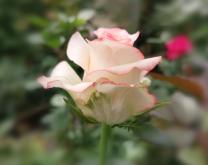 Photo d'une rose en système ROSA BIP